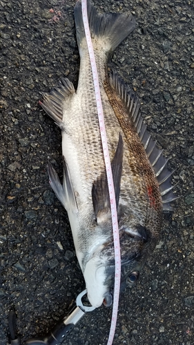 チヌの釣果