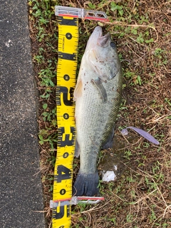 ラージマウスバスの釣果