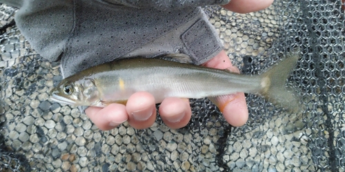 アユの釣果