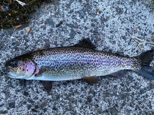 ニジマスの釣果