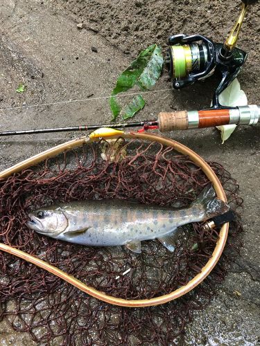 ヤマメの釣果