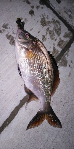 ウミタナゴの釣果