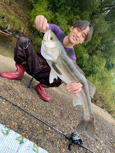 スズキの釣果