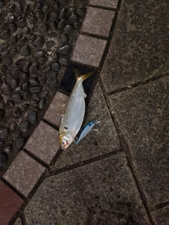 コノシロの釣果