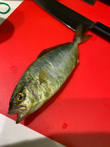 ショゴの釣果