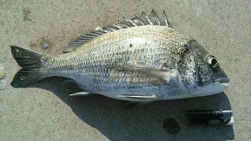 チヌの釣果