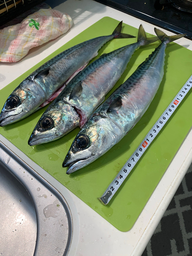 サバの釣果