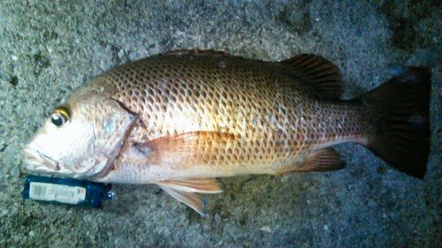 アカナの釣果