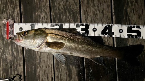 シーバスの釣果