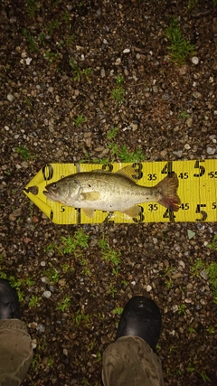 ブラックバスの釣果
