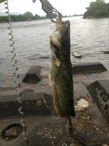 ナマズの釣果