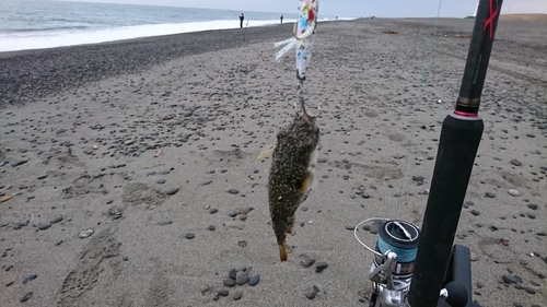 クサフグの釣果