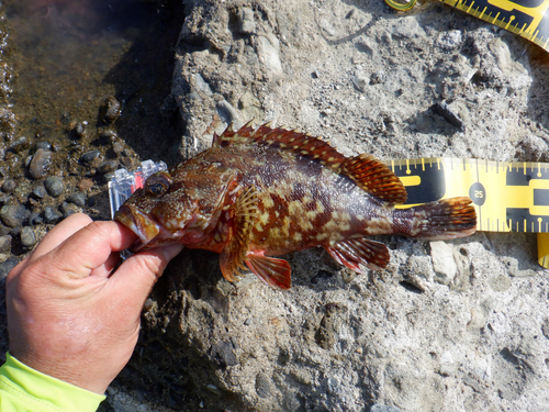 カサゴの釣果