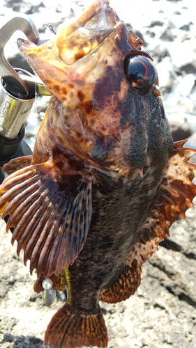 ソイの釣果