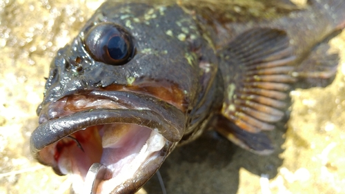 ソイの釣果