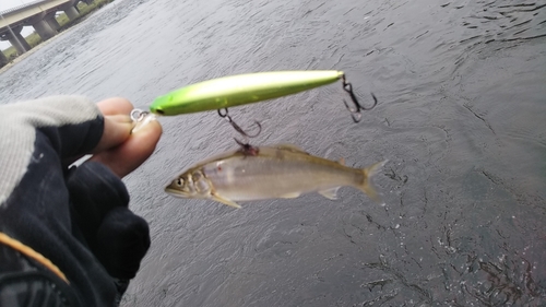 アユの釣果