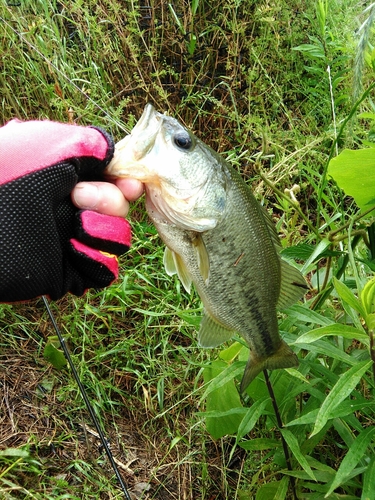 ブラックバスの釣果