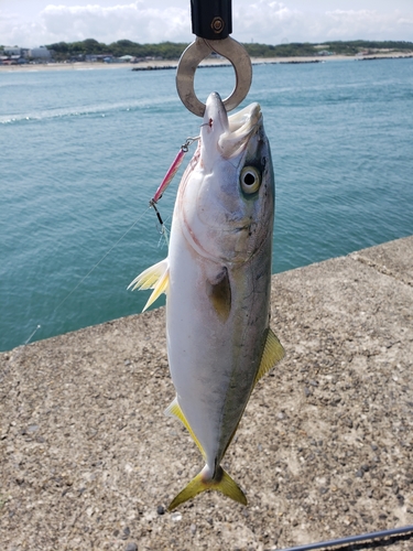 イナダの釣果