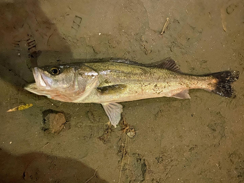 スズキの釣果