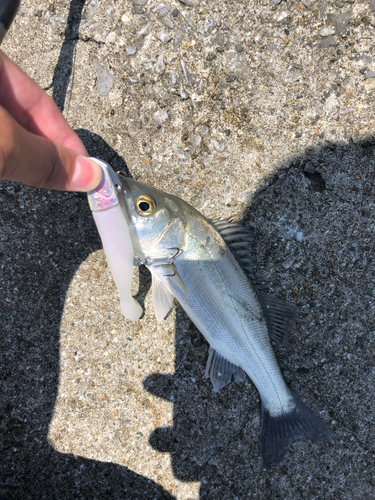 セイゴ（タイリクスズキ）の釣果