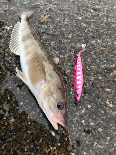 ホッケの釣果