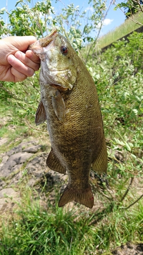 スモールマウスバスの釣果