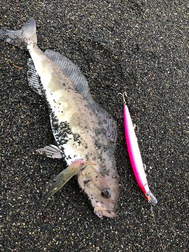 ホッケの釣果