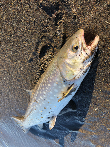 ウミアメの釣果