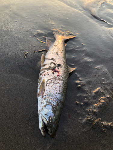 ウミアメの釣果