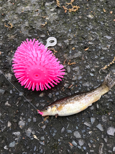 アブラハヤの釣果