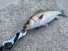 フッコ（マルスズキ）の釣果