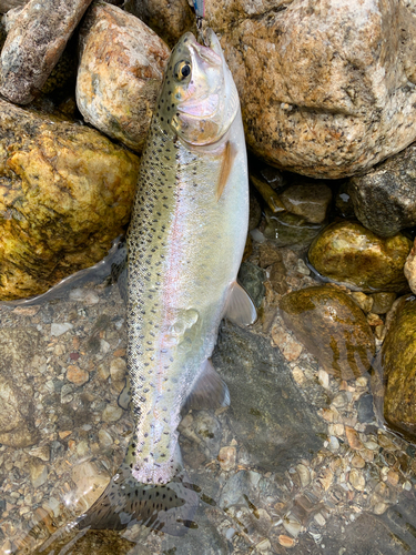 ニジマスの釣果