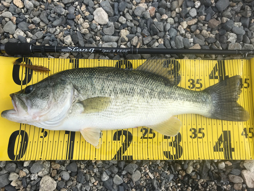 ブラックバスの釣果