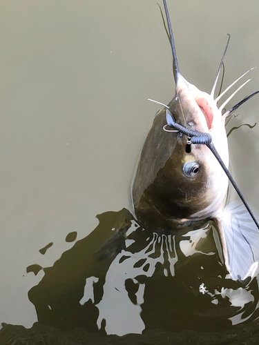 アメリカナマズの釣果