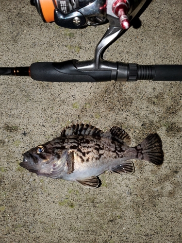 ソイの釣果