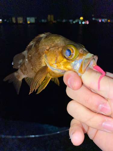 アカメバルの釣果