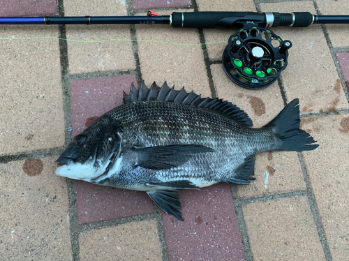 クロダイの釣果