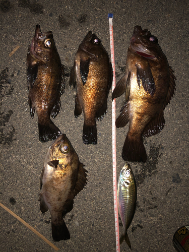 メバルの釣果