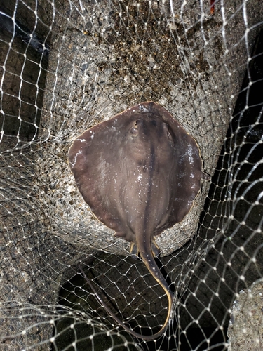 アカエイの釣果