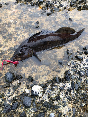 アブラコの釣果