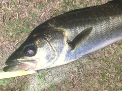 フッコ（マルスズキ）の釣果