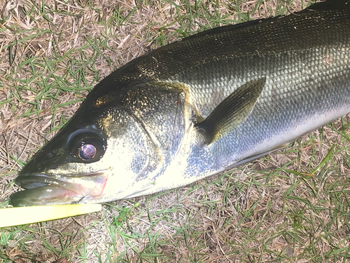 フッコ（マルスズキ）の釣果