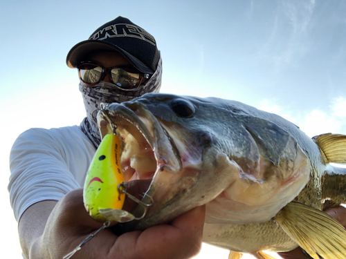 ブラックバスの釣果