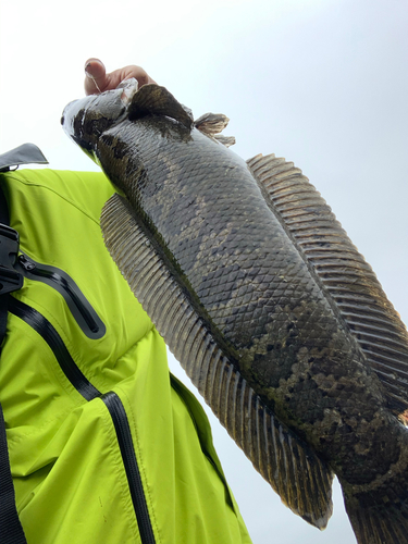 ライギョの釣果