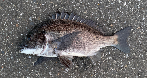 チヌの釣果