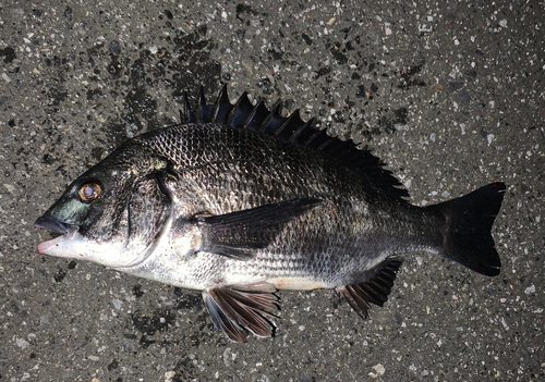 チヌの釣果