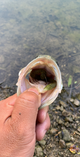 ブラックバスの釣果