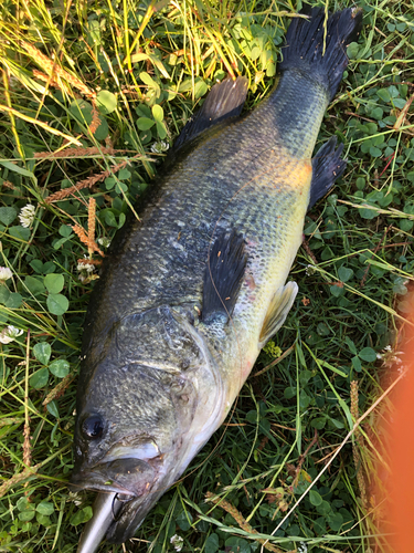 ブラックバスの釣果