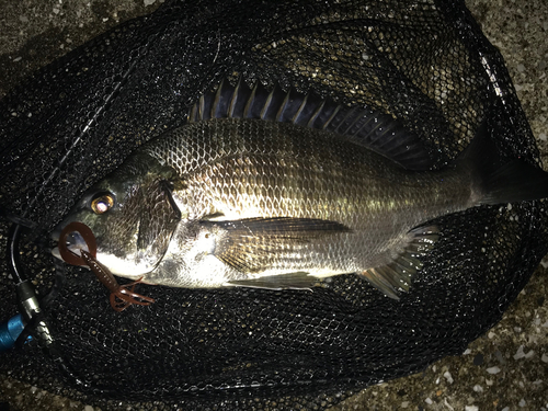 クロダイの釣果