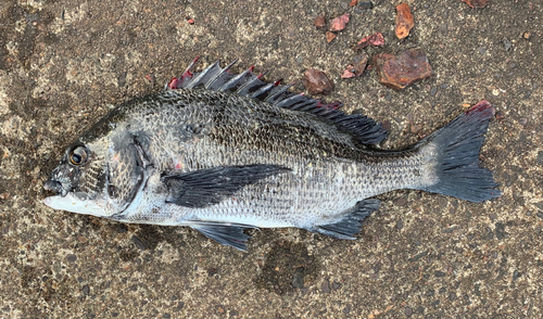 チヌの釣果